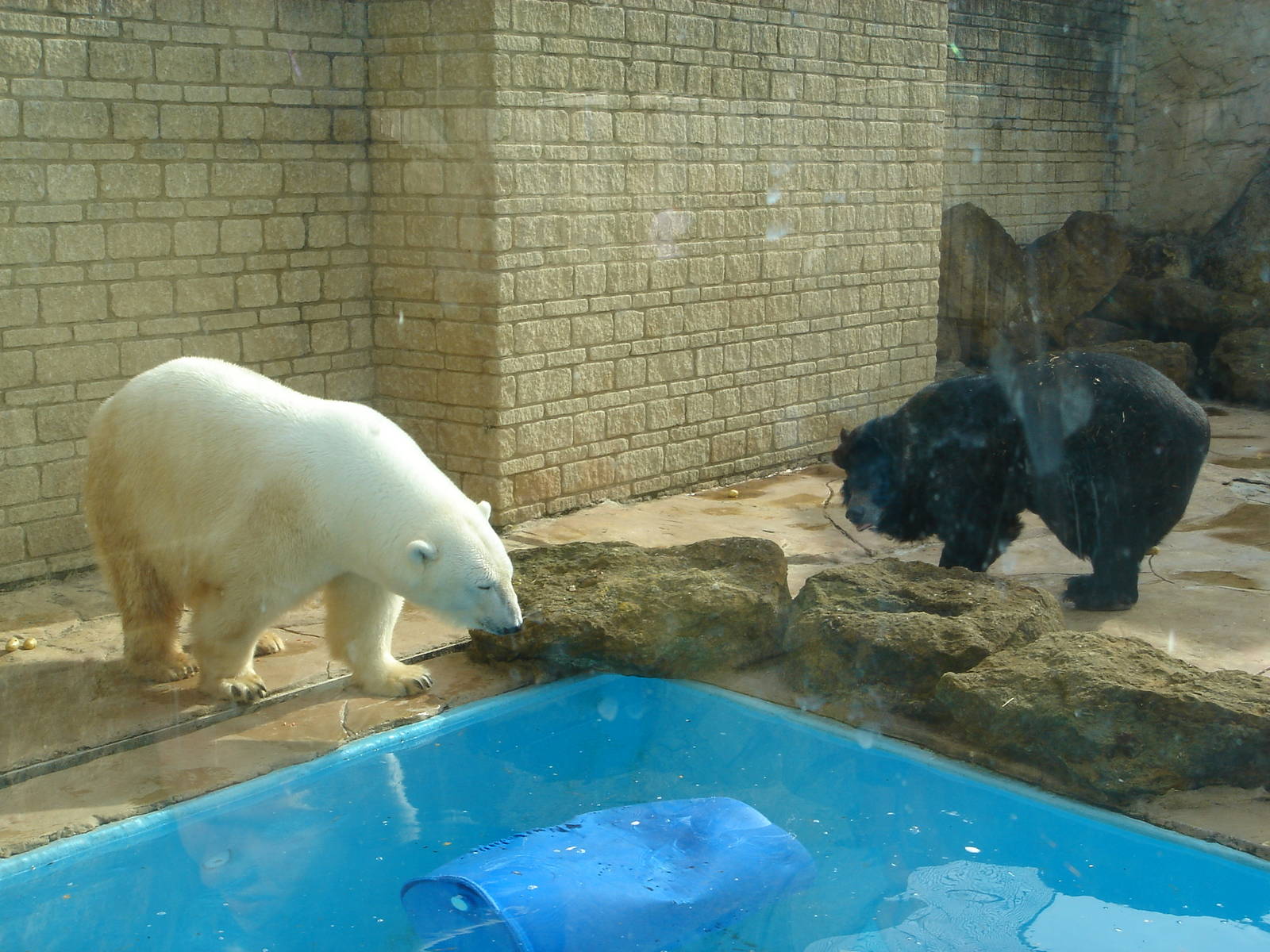 Dennis and Zara 2009