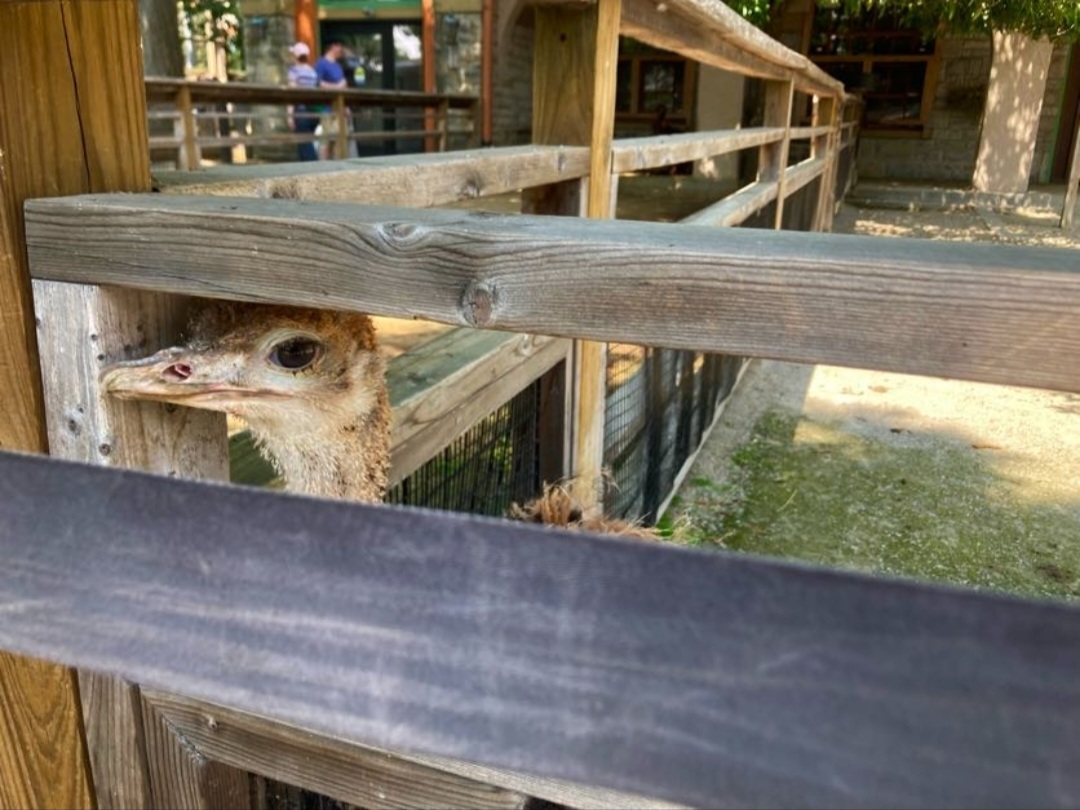 Dennis the Baby Barnyard Ostrich (8/10/23)