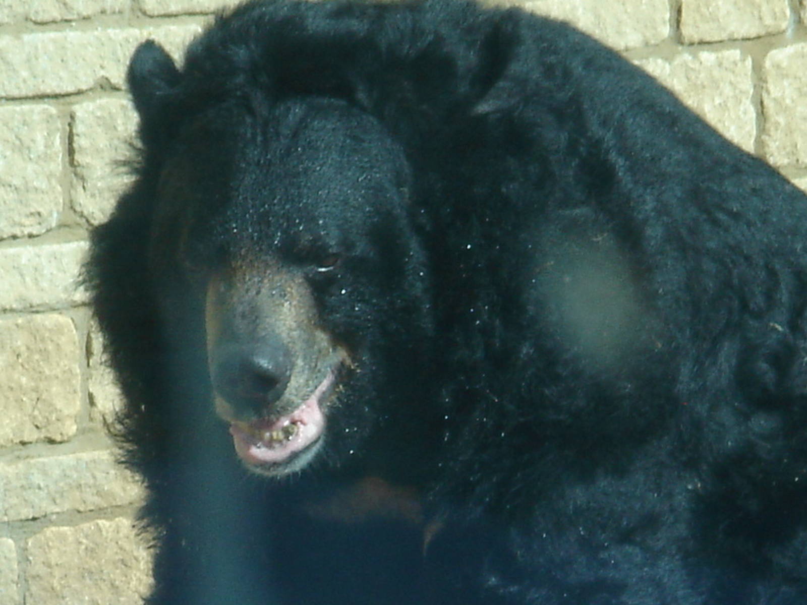 Dennis the elderly Asiatic Black Bear 2009