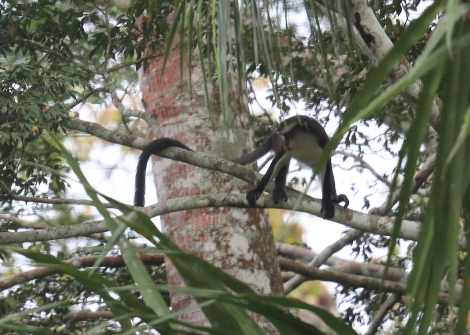 Dent's mona monkey (Cercopithecus denti)