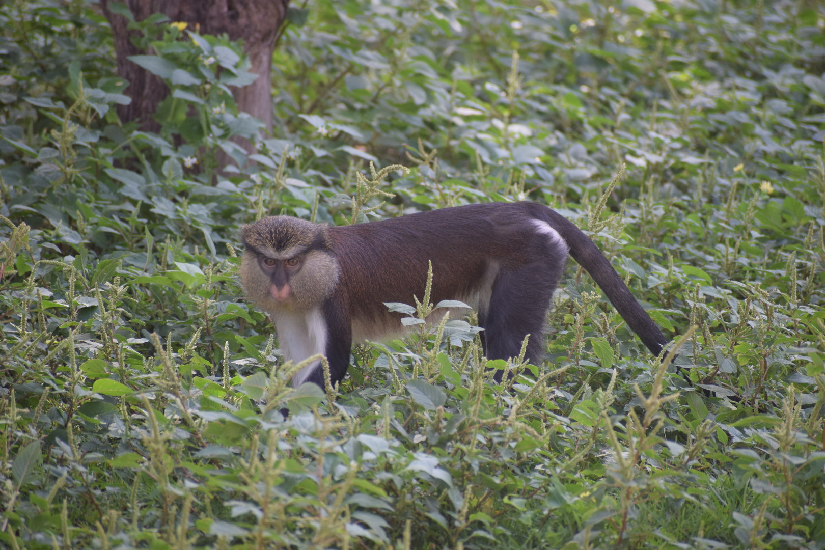 Dent's Mona Monkey