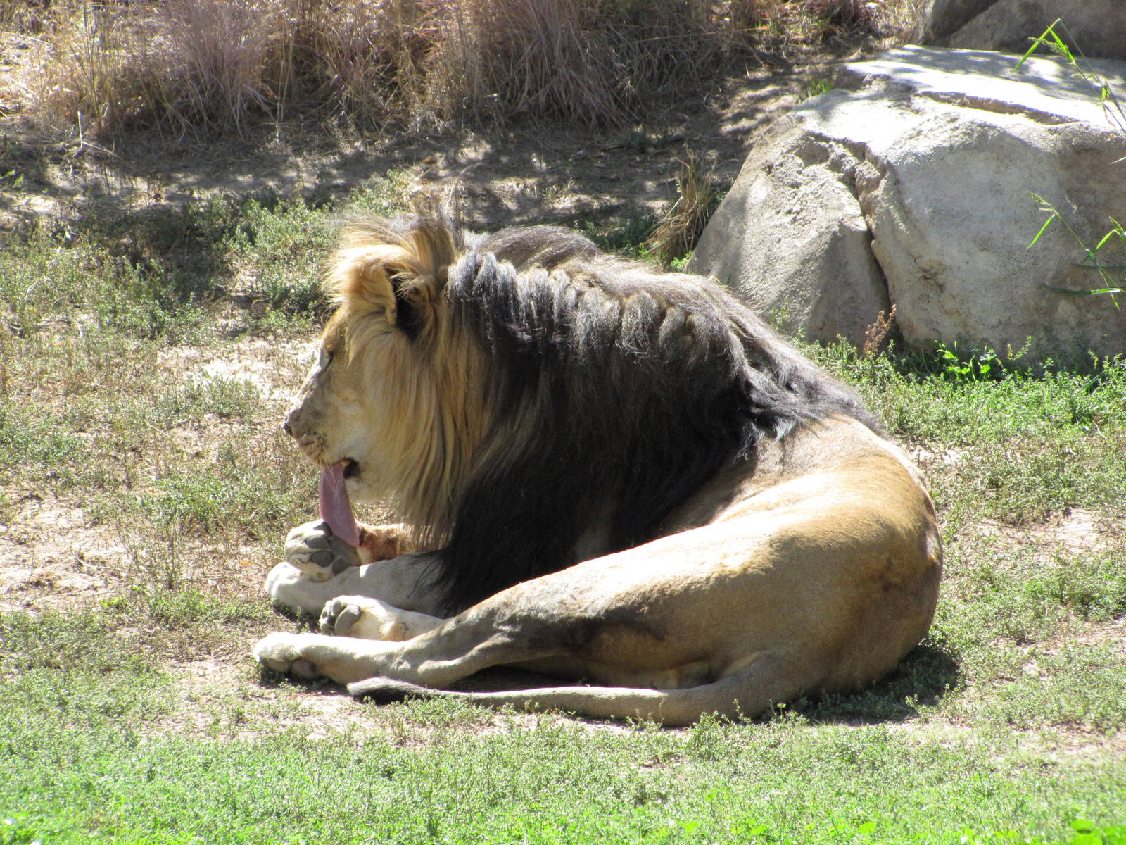 Denver Zoo 2010 - African Lion male in Predator Ridge