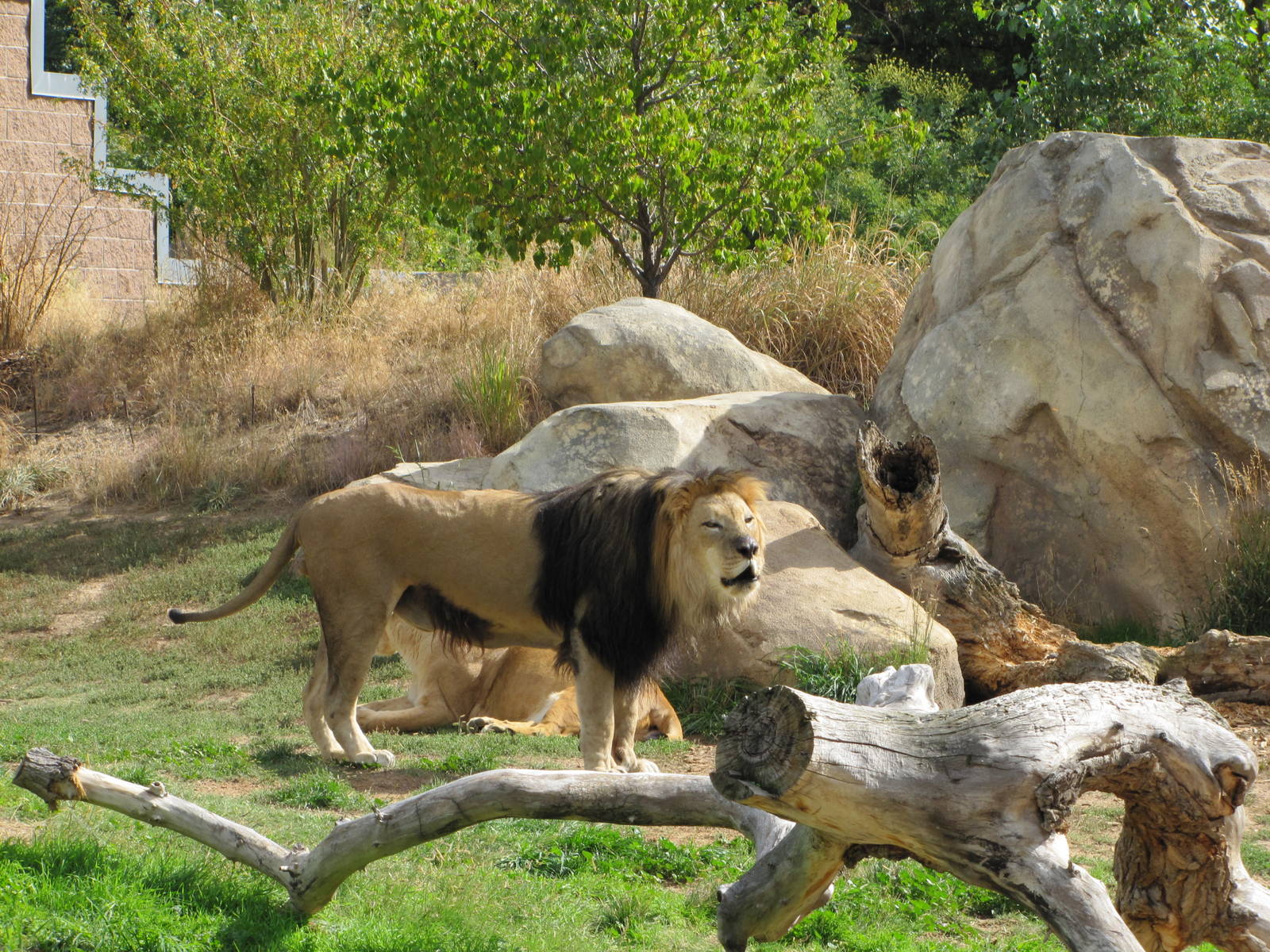 Denver Zoo 2010 - African Lions in Predator Ridge