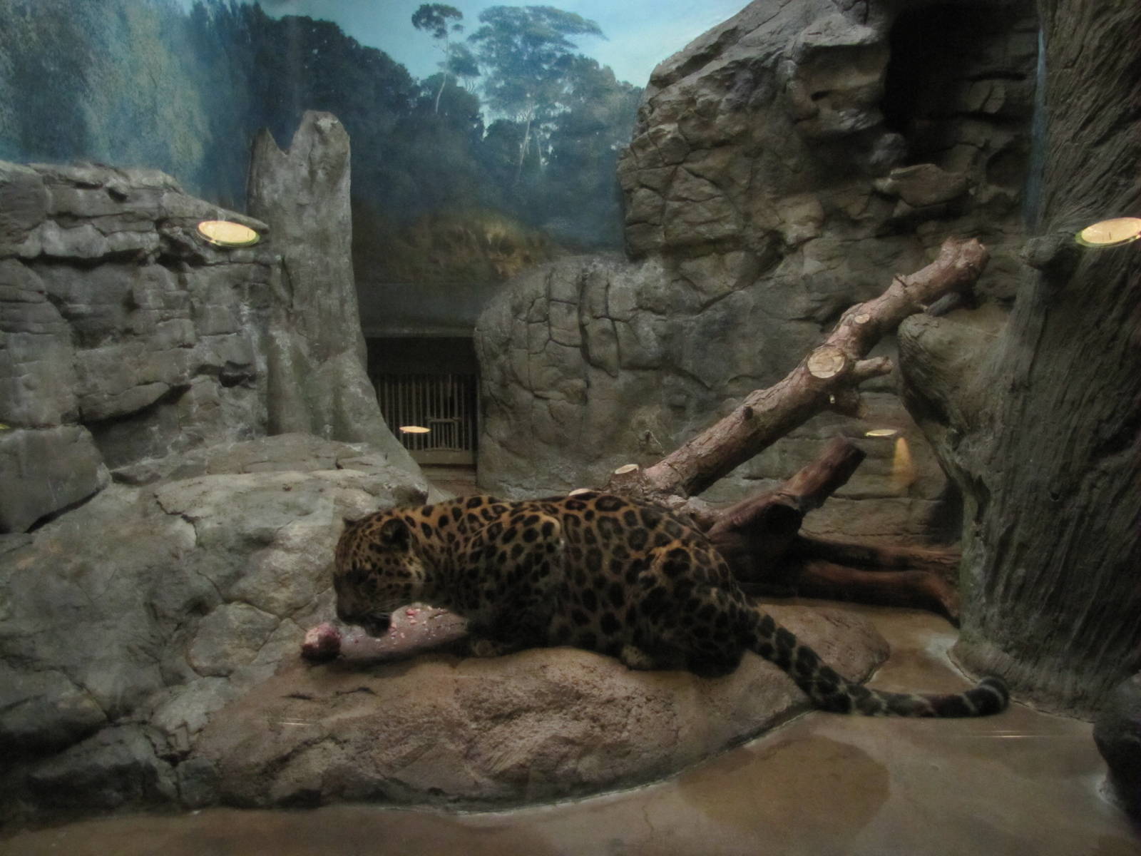 Denver Zoo 2010 - Amur Leopard indoor exhibit
