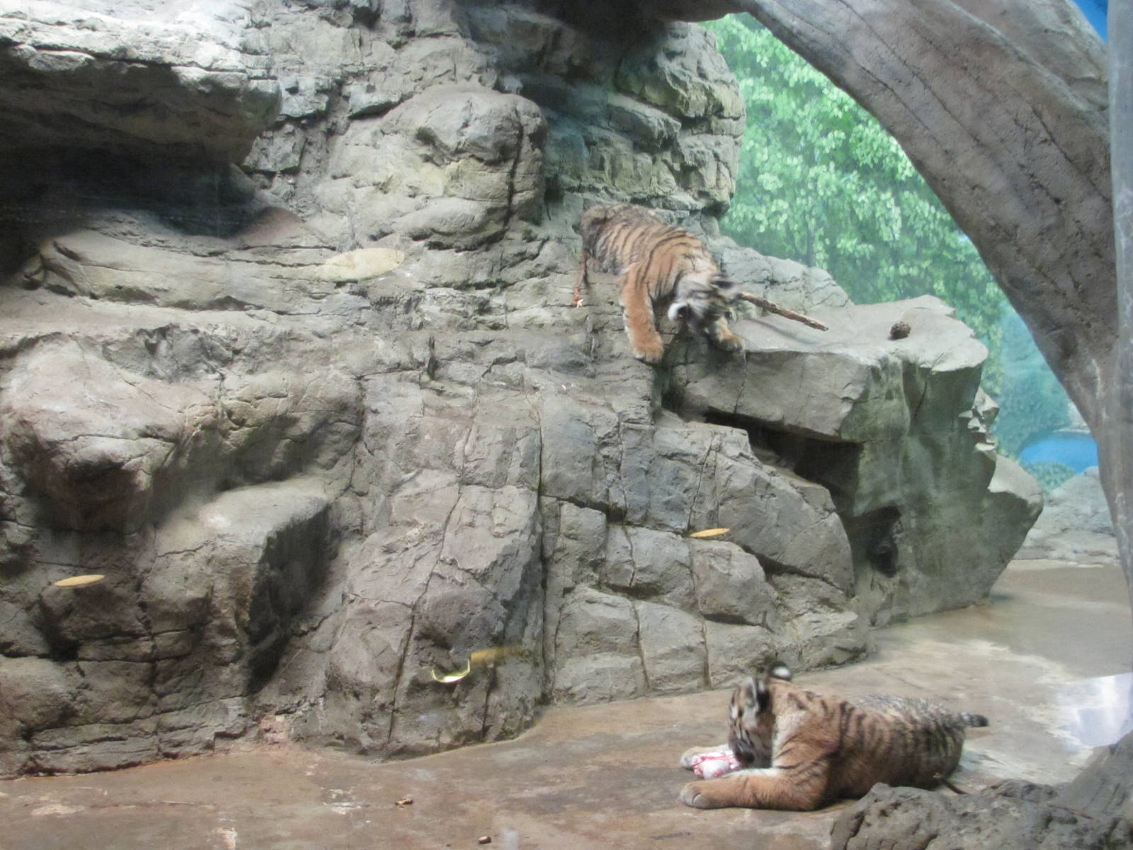 Denver Zoo 2010 - Amur Tiger cubs
