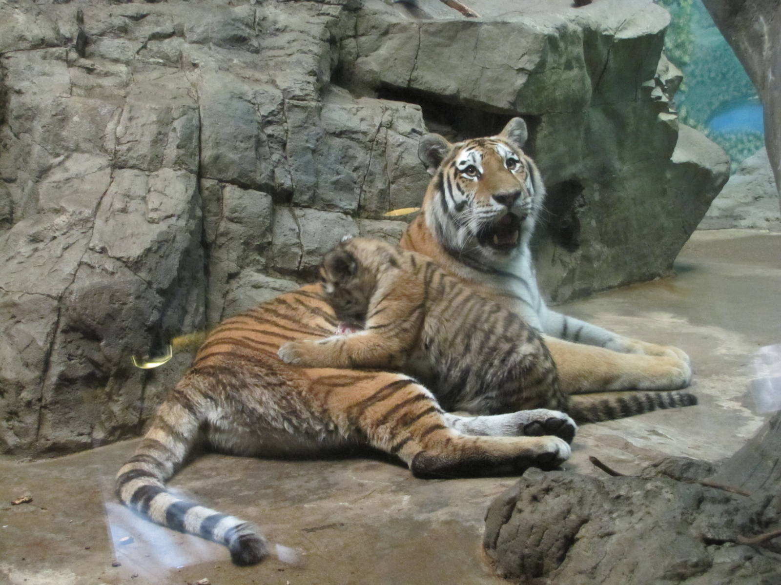 Denver Zoo 2010 - Amur Tiger with cub