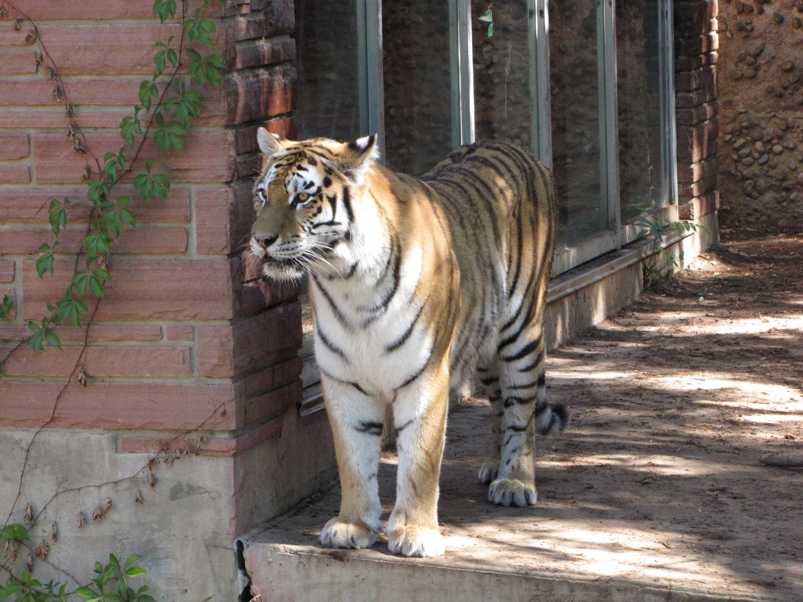 Denver Zoo 2010 - Amur Tiger