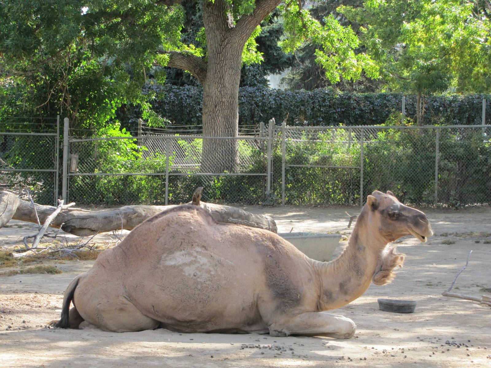Denver Zoo 2010 - Arabian Camel