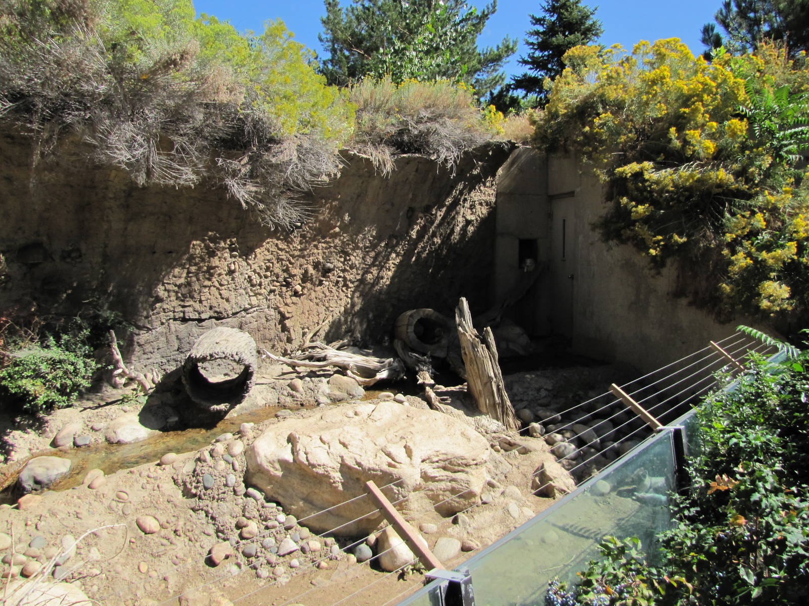 Denver Zoo 2010 - Arctic Fox exhibit