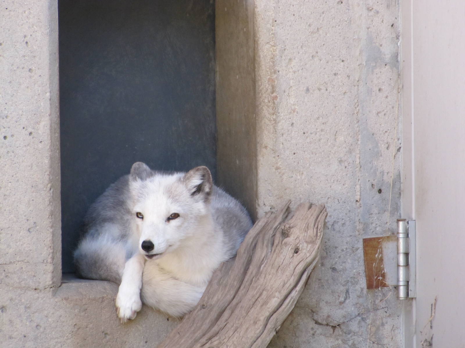 Denver Zoo 2010 - Arctic Fox