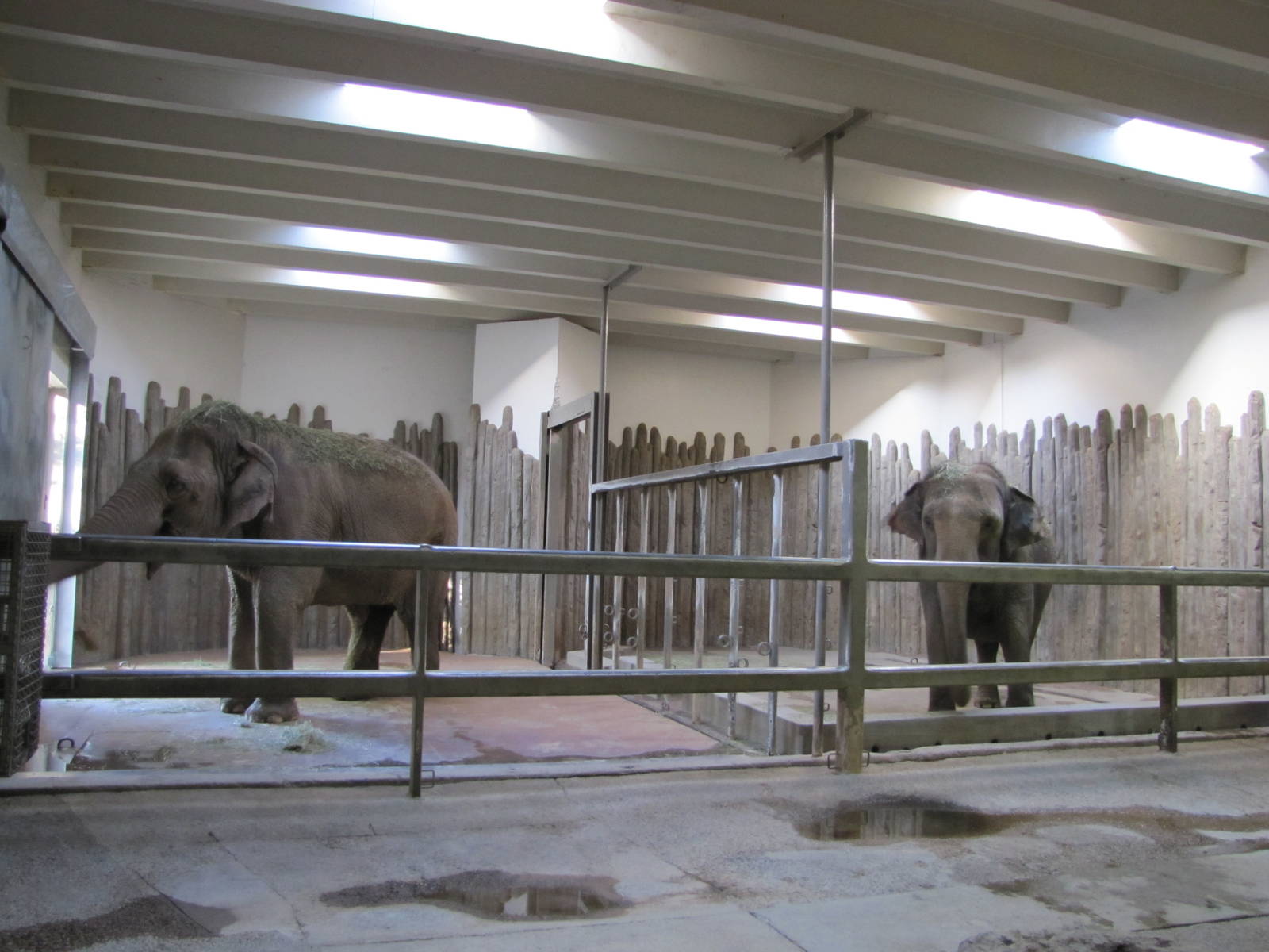 Denver Zoo 2010 - Asiatic Elephant indoor stalls in Pachyderm Habitat