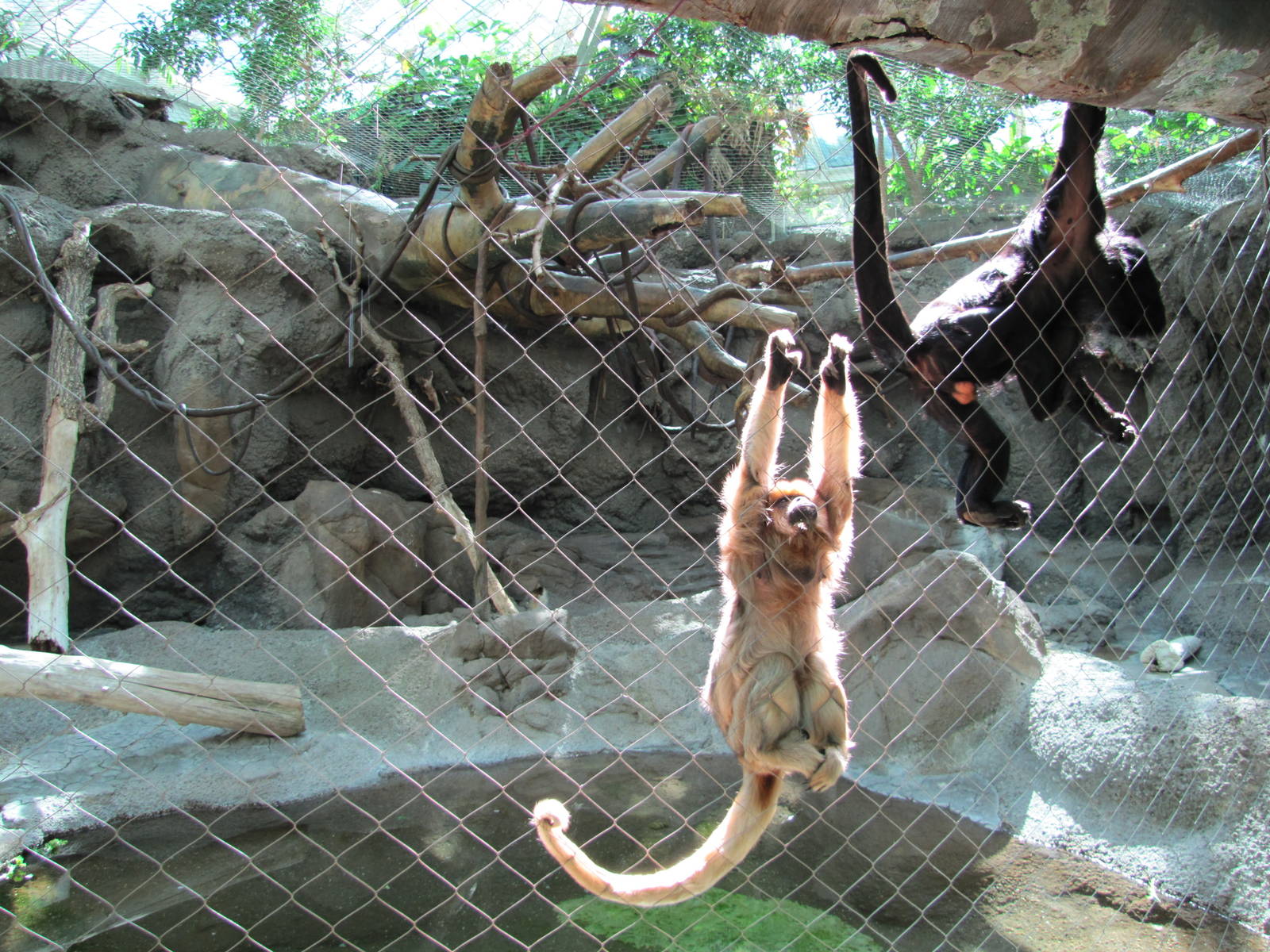 Denver Zoo 2010 - Black Howler Monkey in Tropical Discover