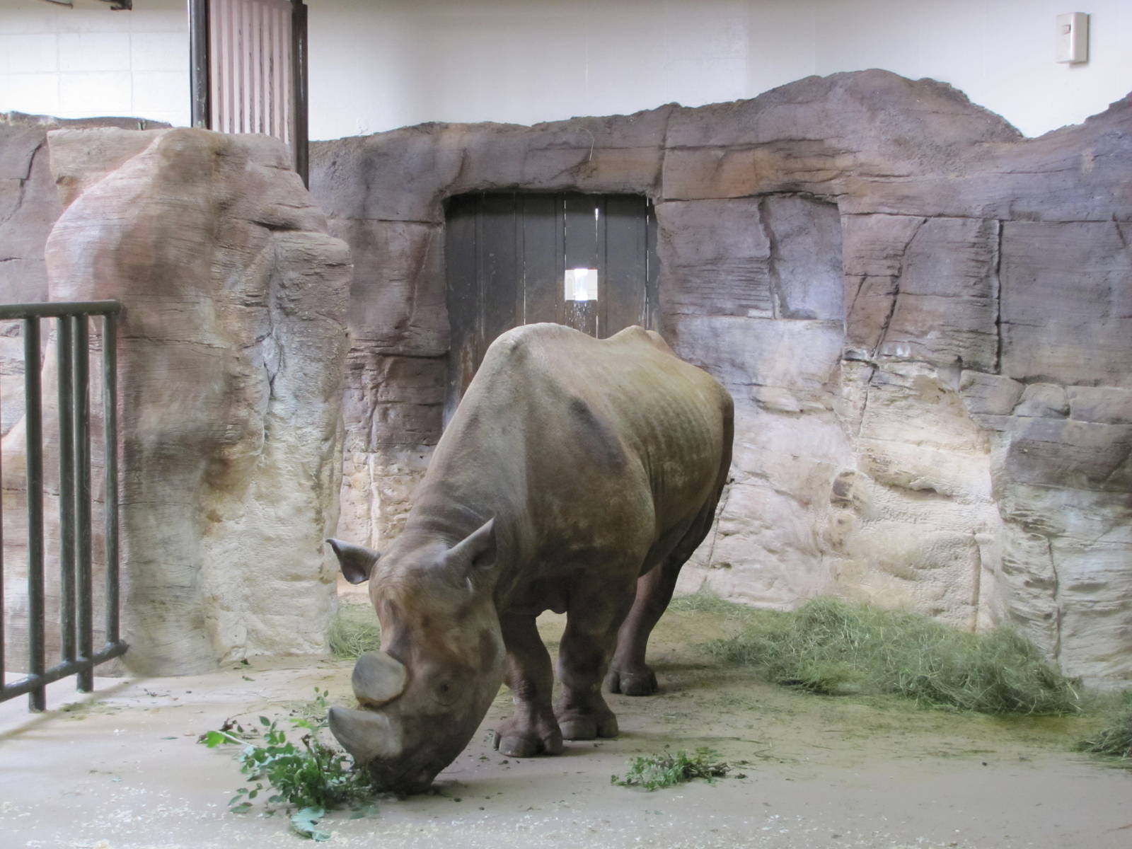 Denver Zoo 2010 - Black Rhinoceros indoor exhibit in Pachyderm Habitat
