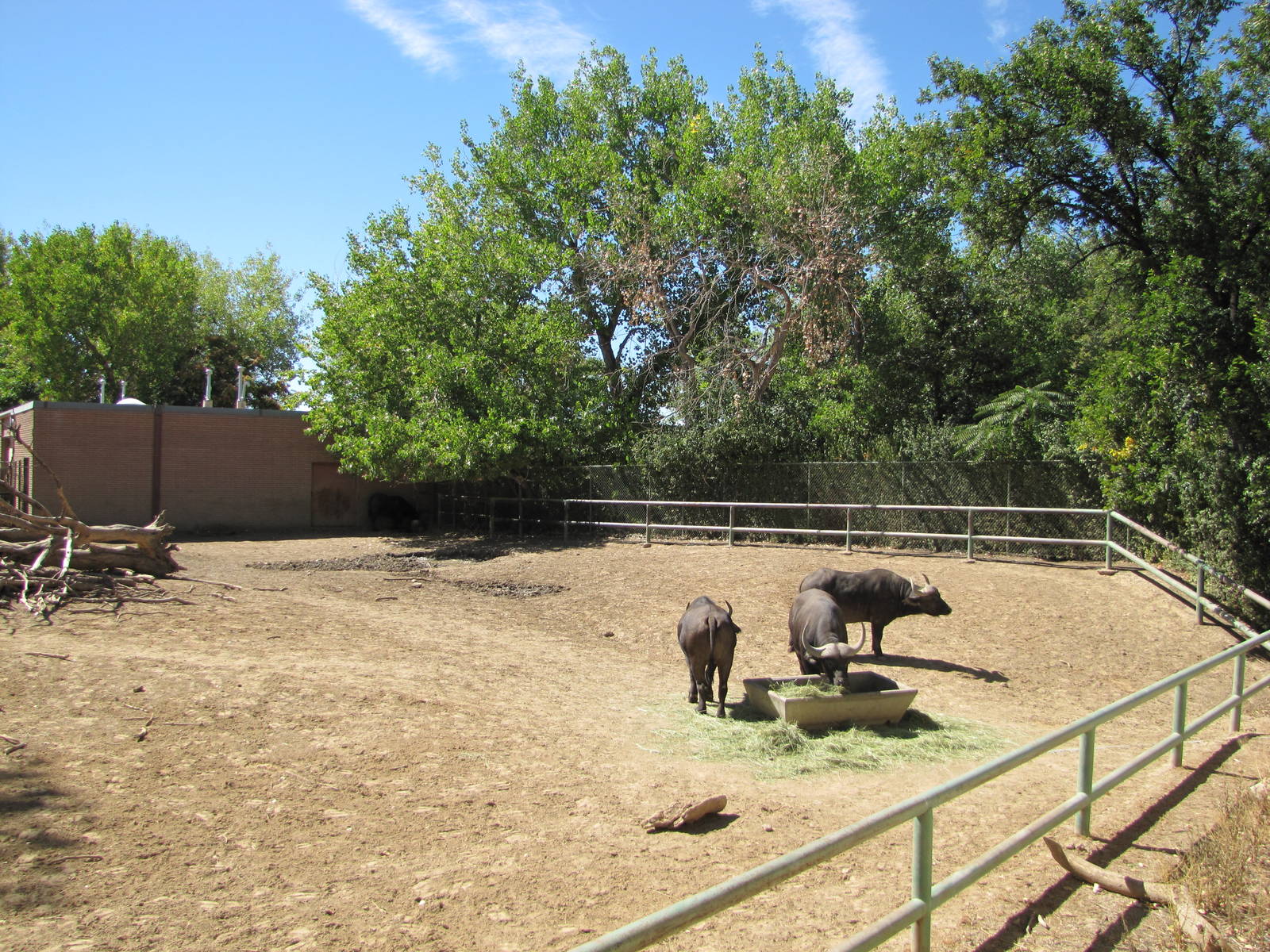 Denver Zoo 2010 - Cape Buffalo enclosure