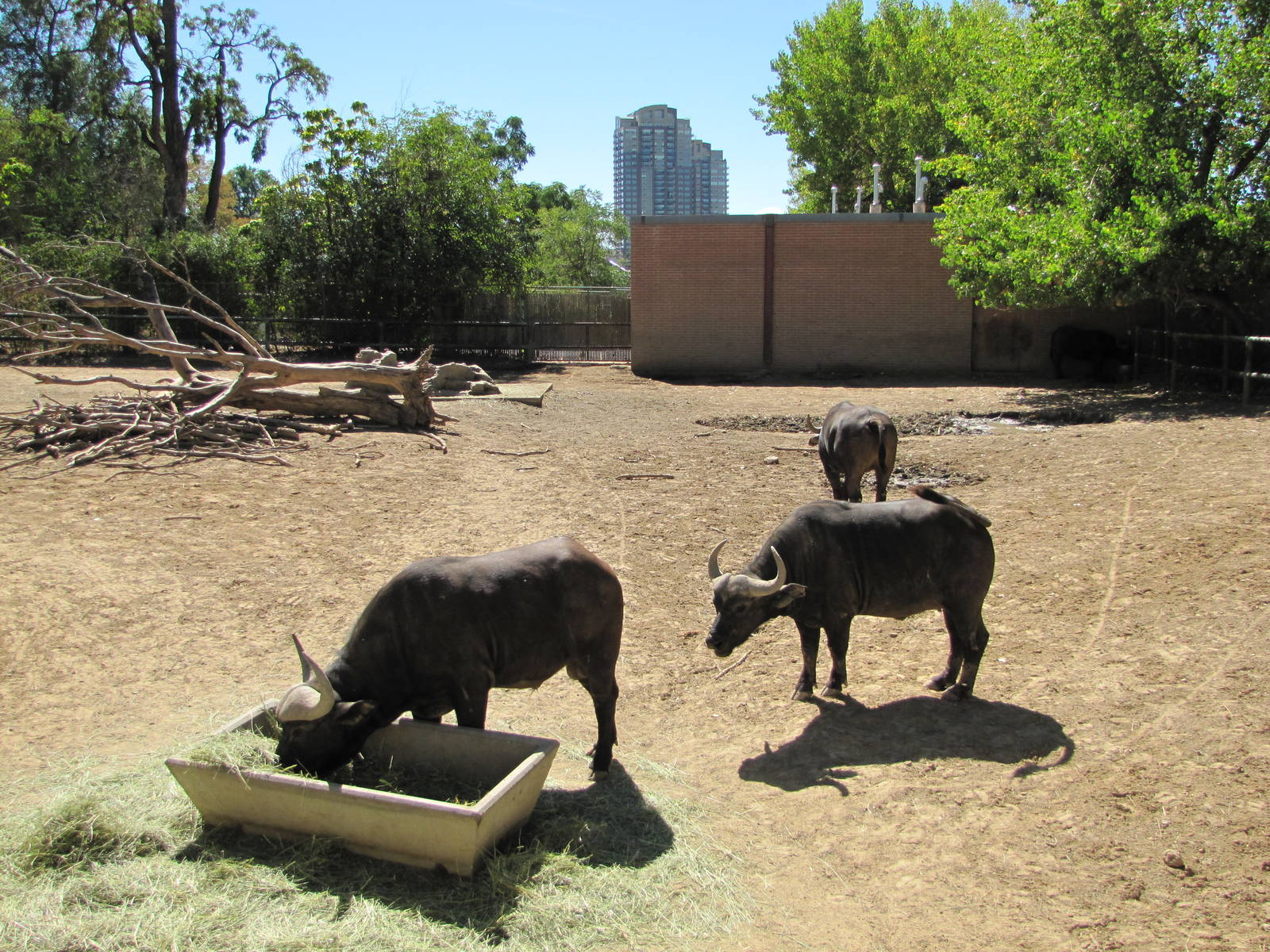 Denver Zoo 2010 - Cape Buffalo enclosure