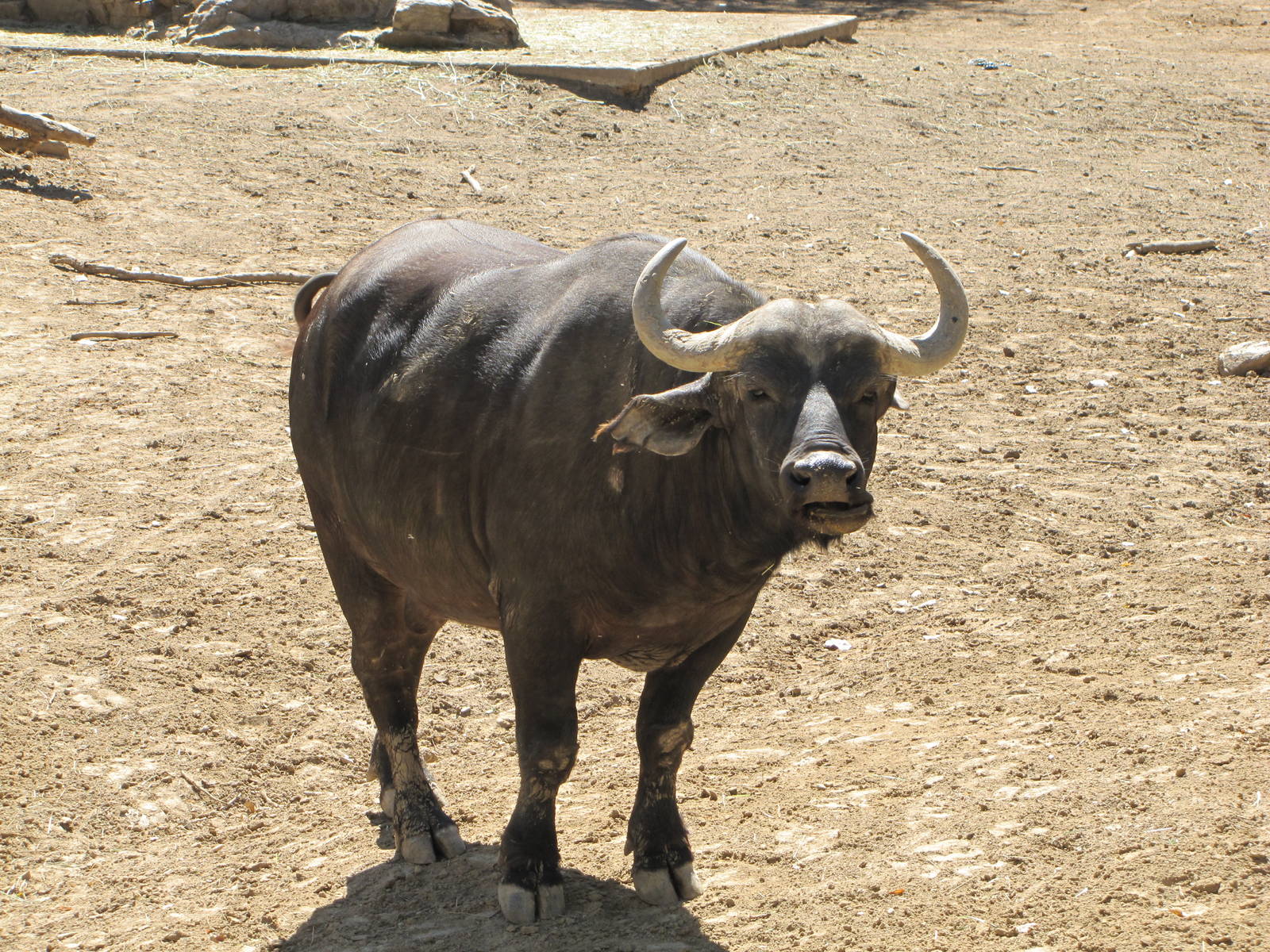 Denver Zoo 2010 - Cape Buffalo