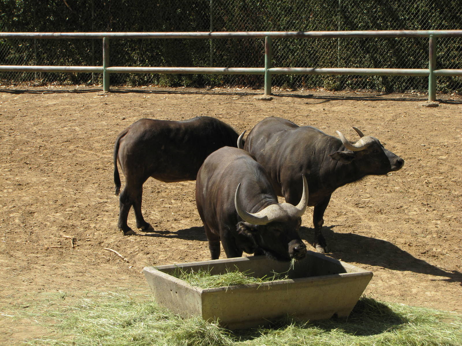 Denver Zoo 2010 - Cape Buffalo