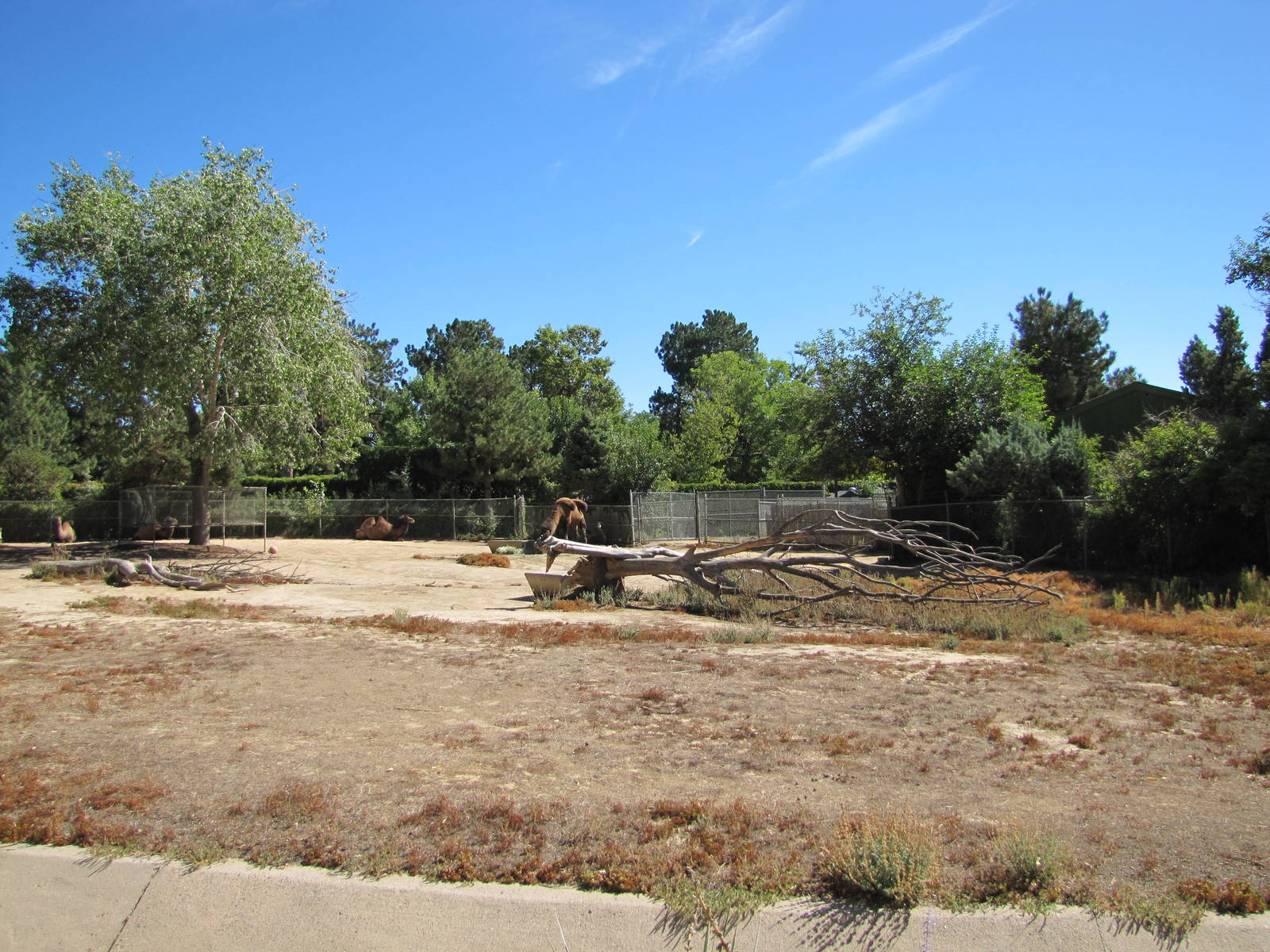 Denver Zoo 2010 - Center of the Bactrian Camel exhibit