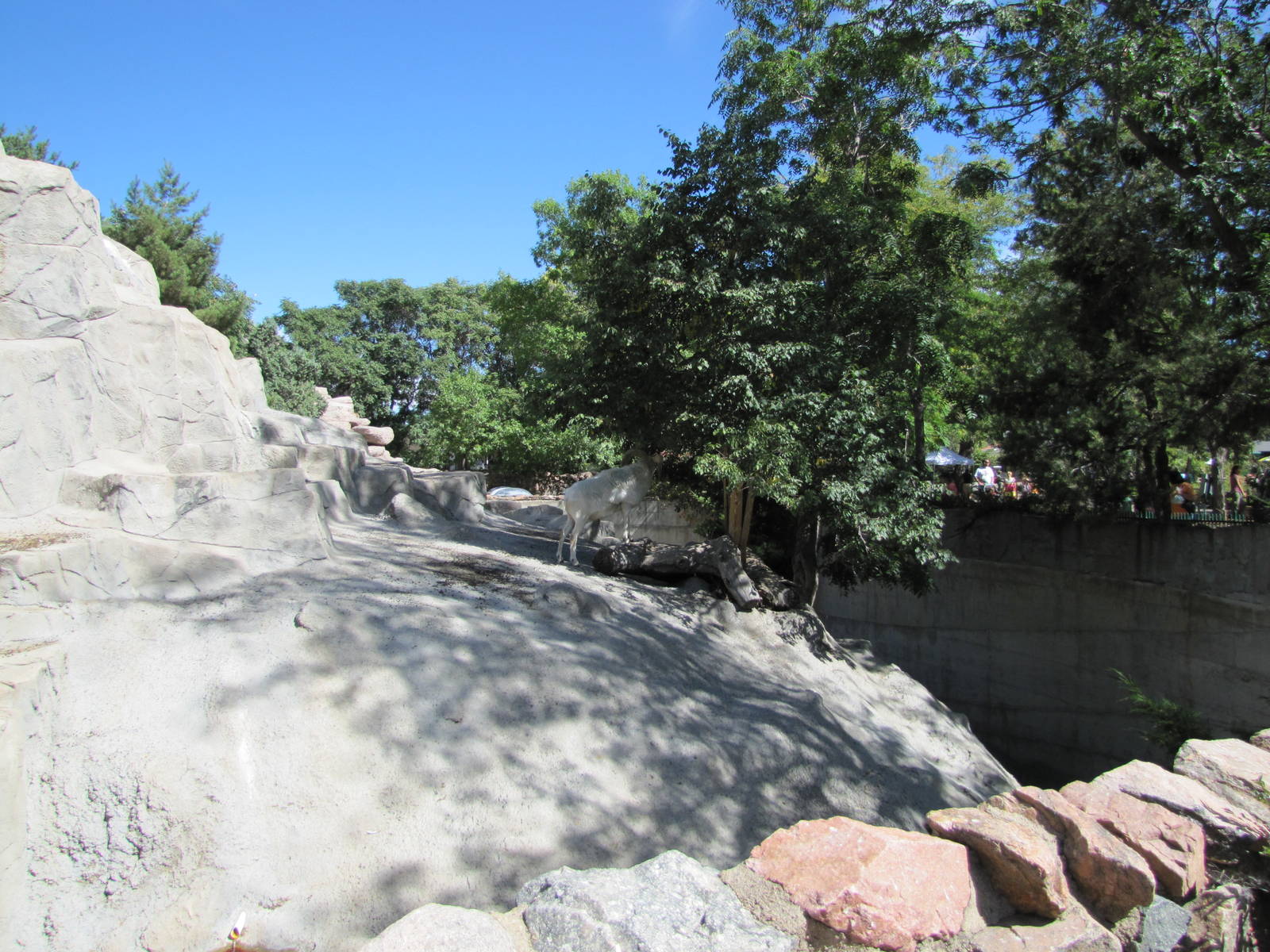 Denver Zoo 2010 - Center of the Dalls Sheep exhibit