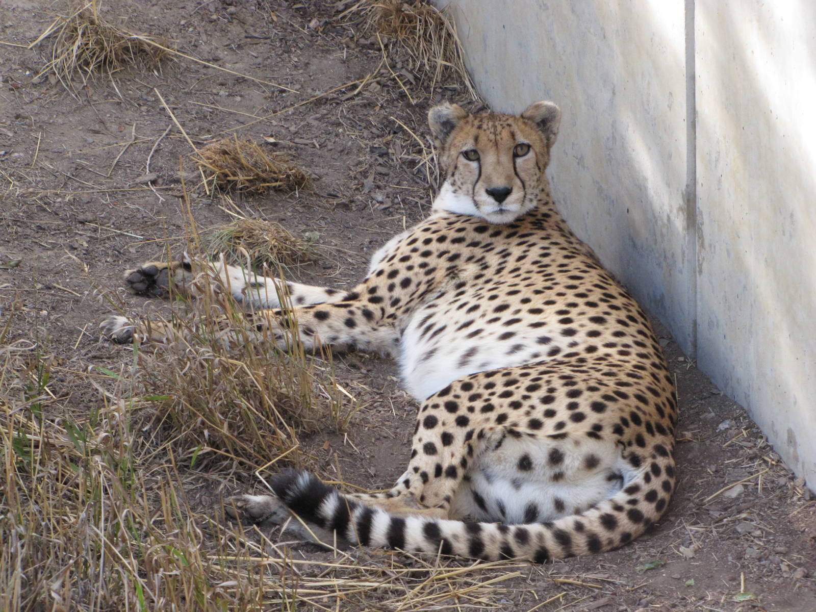 Denver Zoo 2010 - Cheetah
