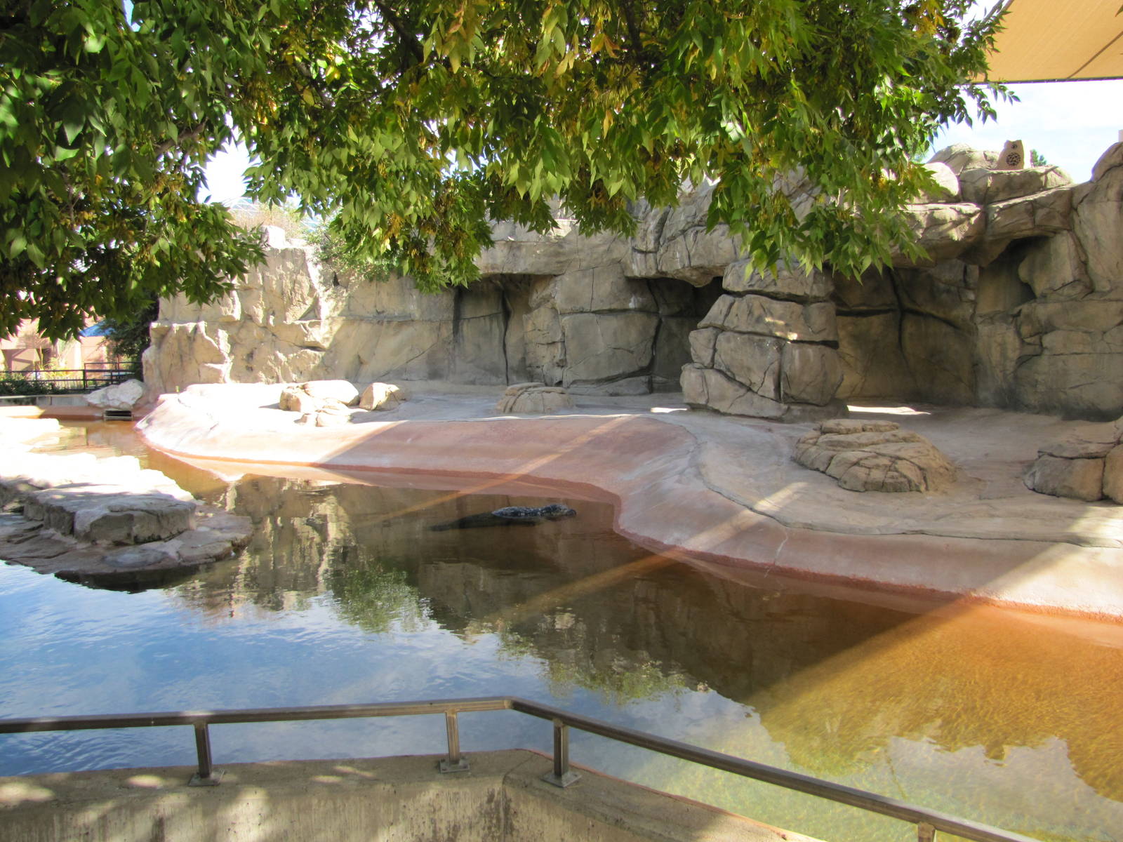 Denver Zoo 2010 - Common Seal