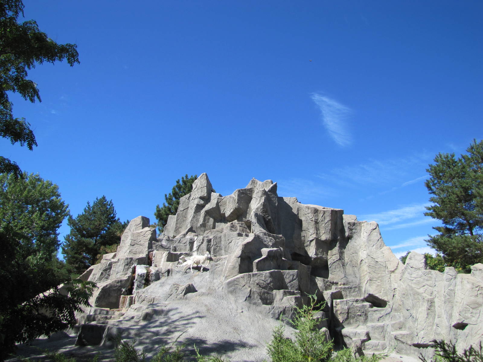 Denver Zoo 2010 - Dalls Sheep exhibit