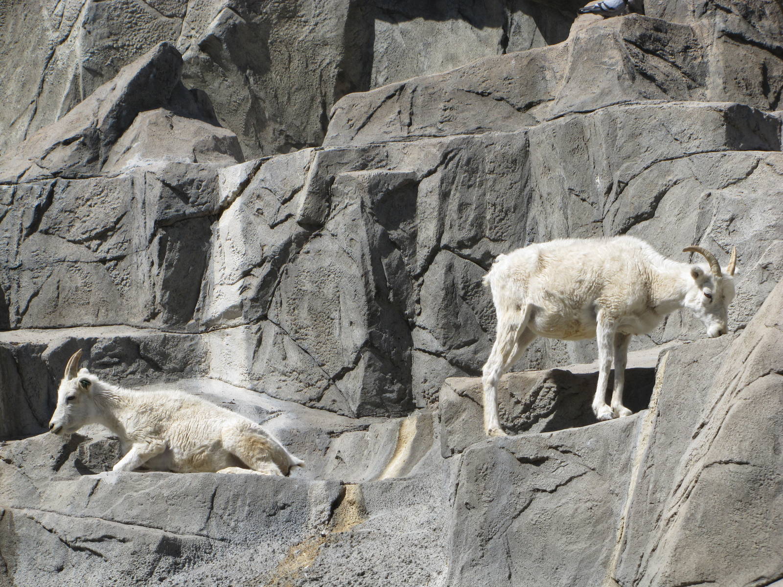 Denver Zoo 2010 - Dalls Sheep