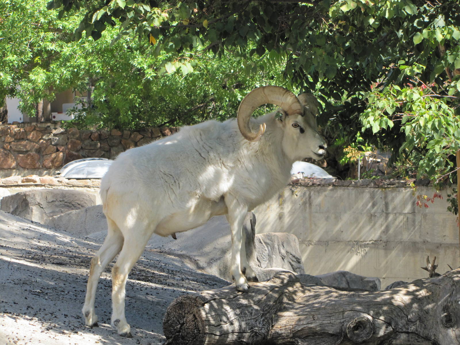 Denver Zoo 2010 - Dalls Sheep