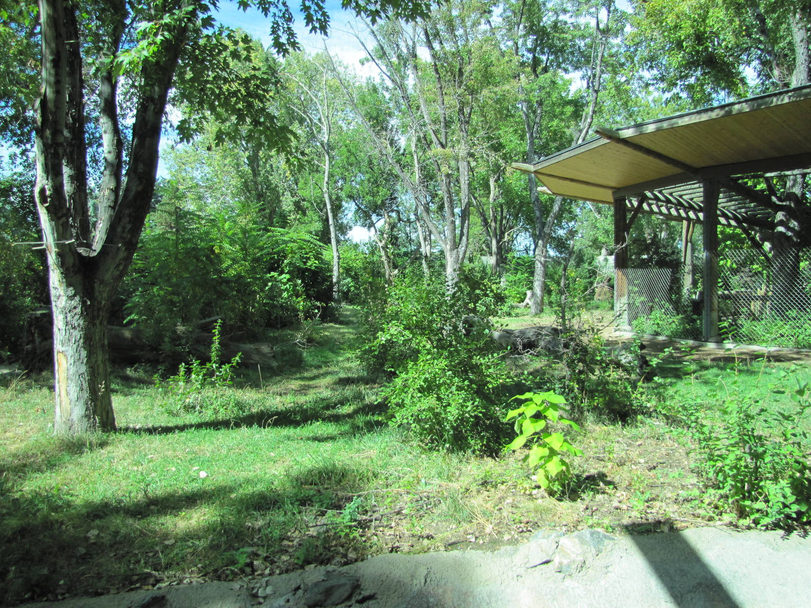 Denver Zoo 2010 - Gorilla exhibit in Primate Panorama
