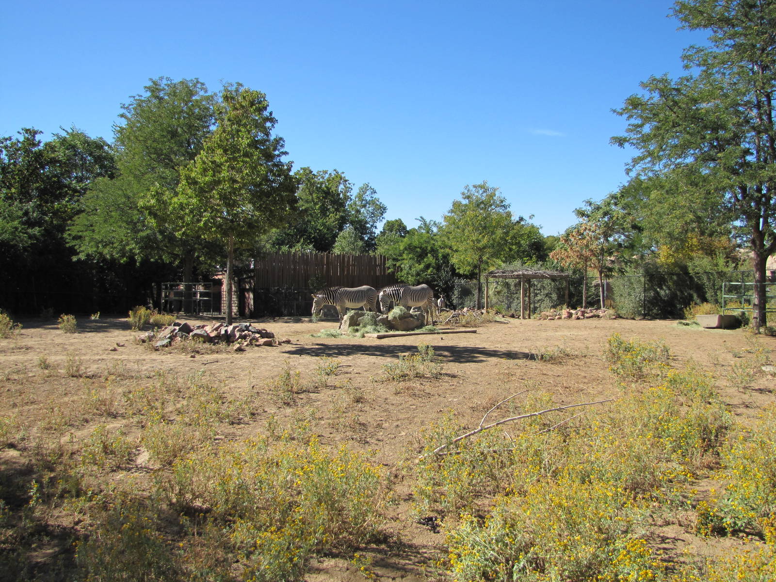 Denver Zoo 2010 - Grevy Zebra exhibit