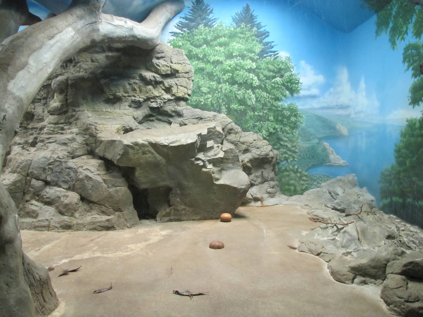 Denver Zoo 2010 - Indoor Amur Tiger exhibit in the Feline House