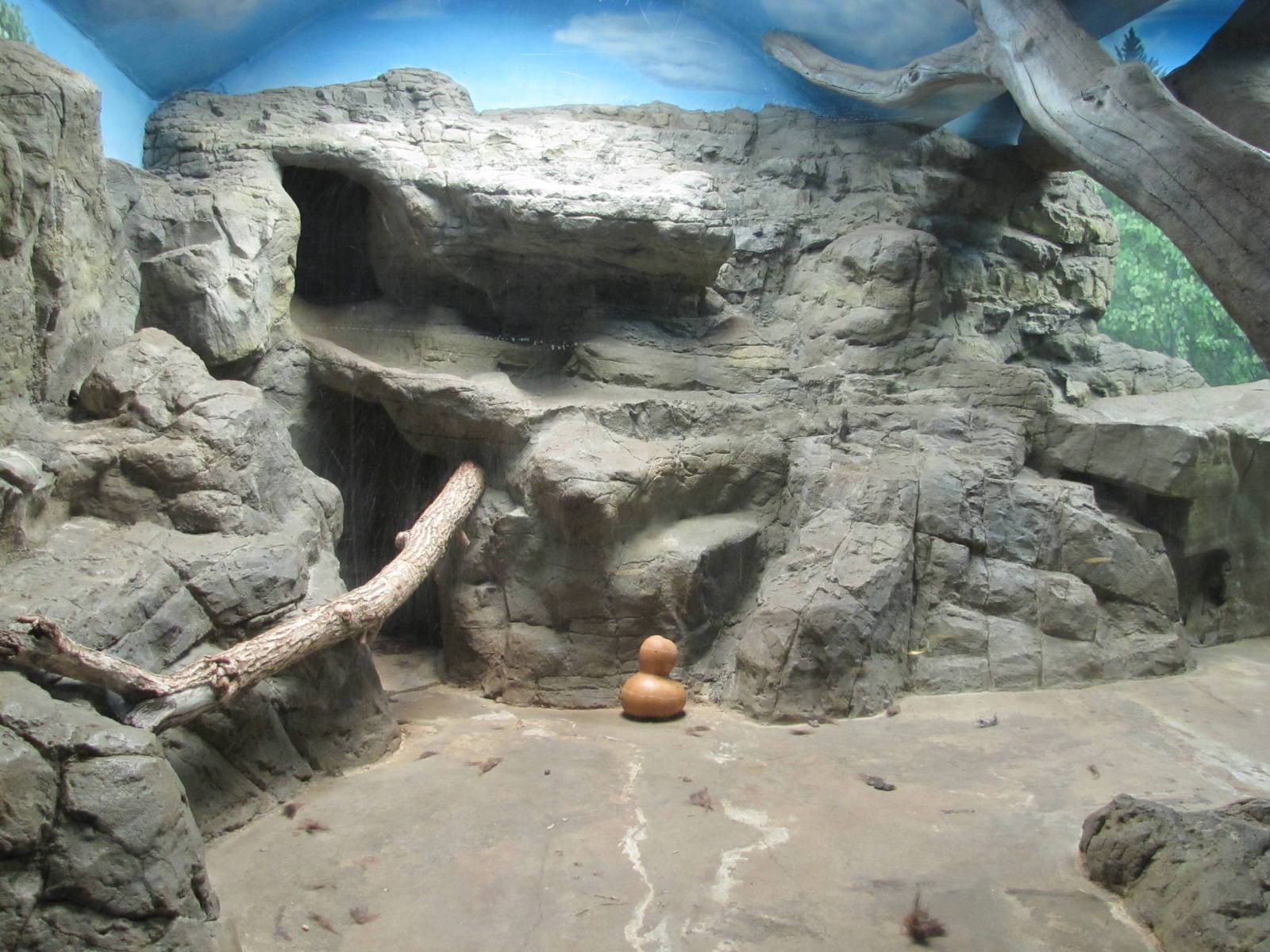 Denver Zoo 2010 - Indoor Amur Tiger exhibit in the Feline House