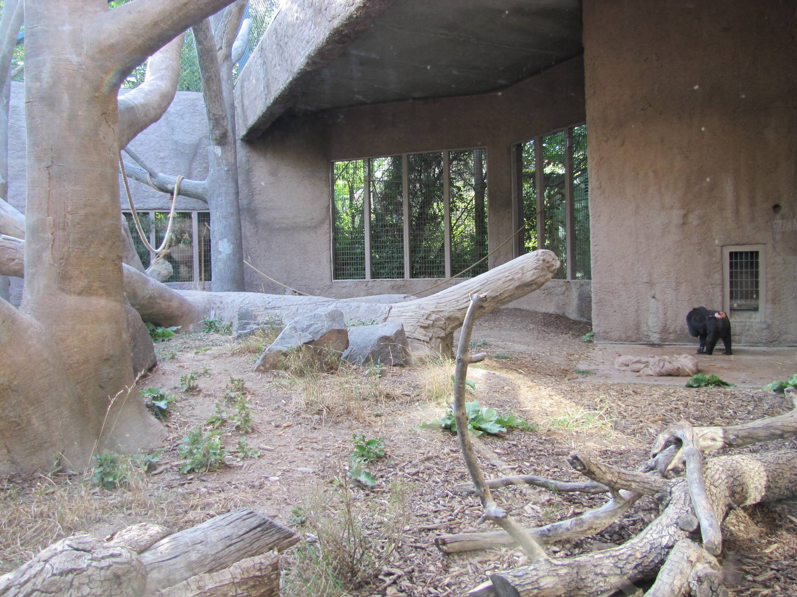 Denver Zoo 2010 - Indoor exhibit in Primate Panorama
