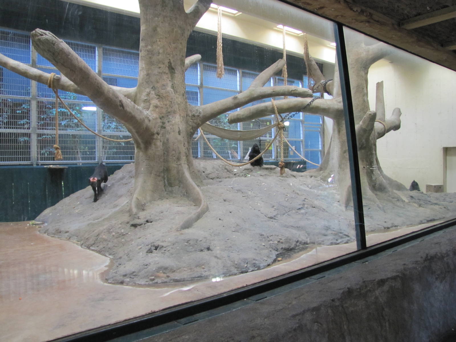 Denver Zoo 2010 - Indoor exhibit in Primate Panorama