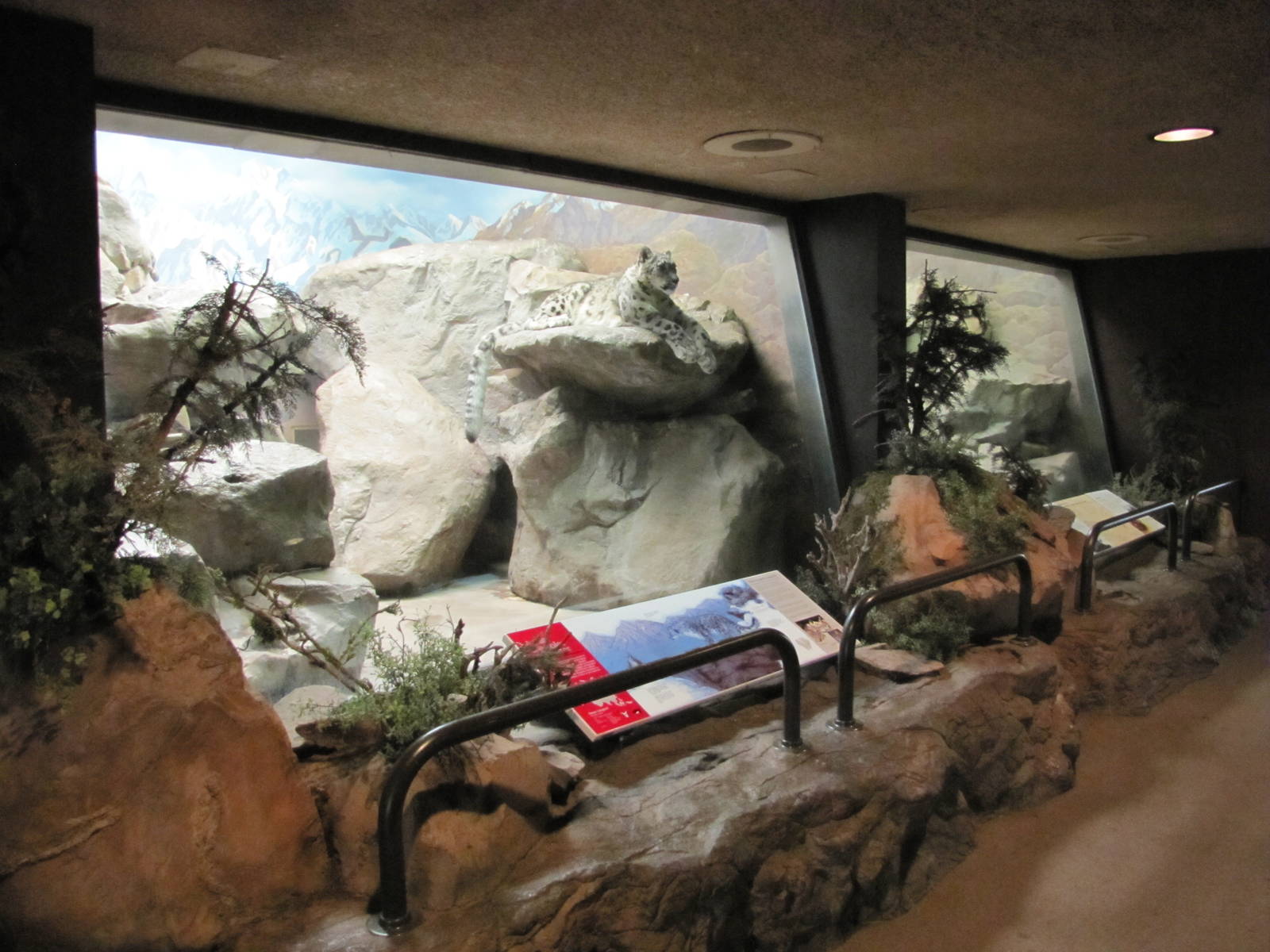 Denver Zoo 2010 - Inside the Feline House