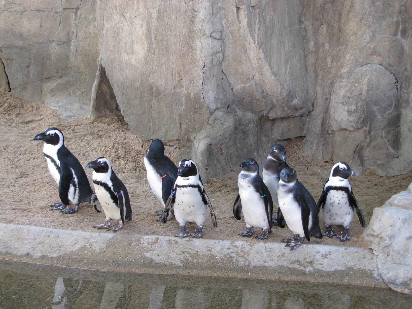 Denver Zoo 2010 - Jackass Penguins