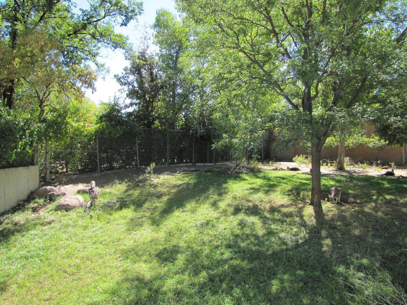Denver Zoo 2010 - Kangaroo exhibit