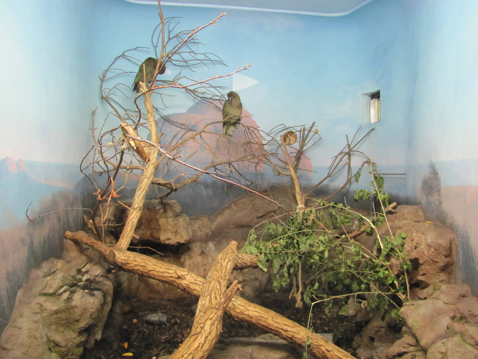 Denver Zoo 2010 - Kea exhibit in Bird World