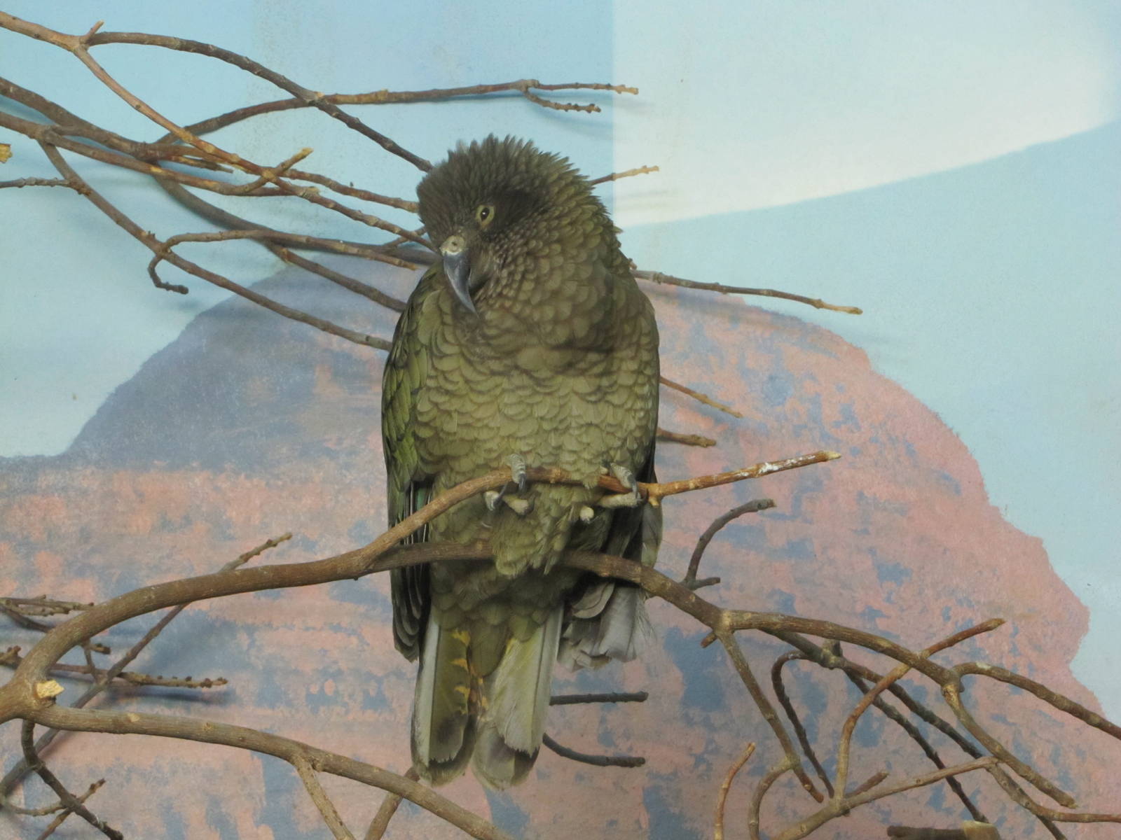 Denver Zoo 2010 - Kea