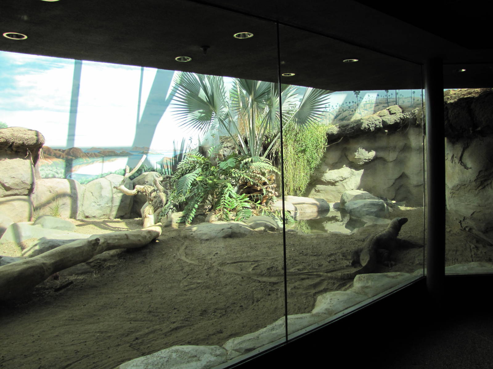 Denver Zoo 2010 - Komodo Dragon exhibit in Tropical Discovery