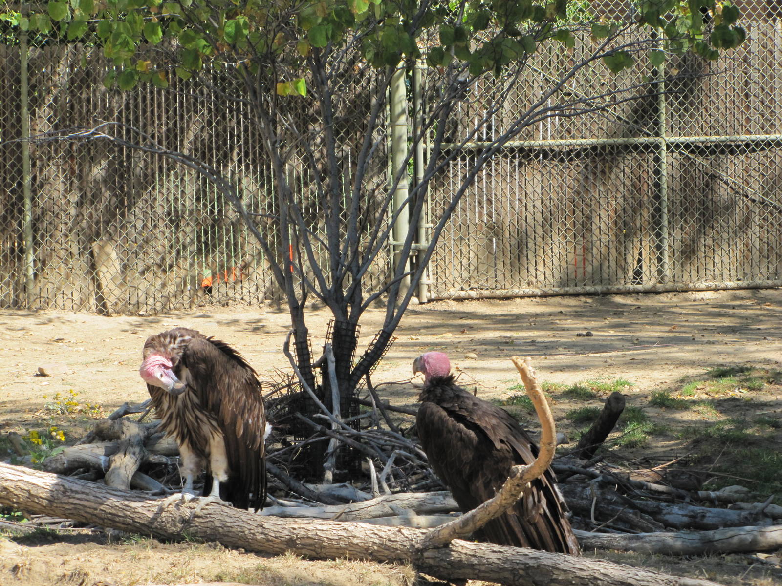 Denver Zoo 2010 - Lappet-faced Vulture