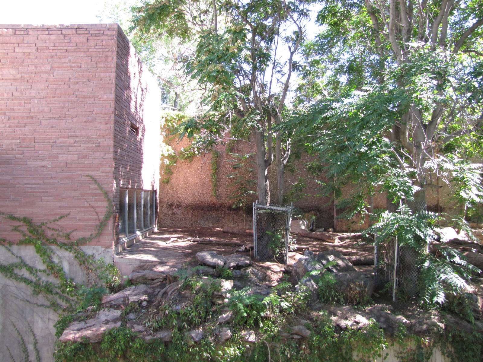 Denver Zoo 2010 - Left side of Amur Tiger outdoor exhibit