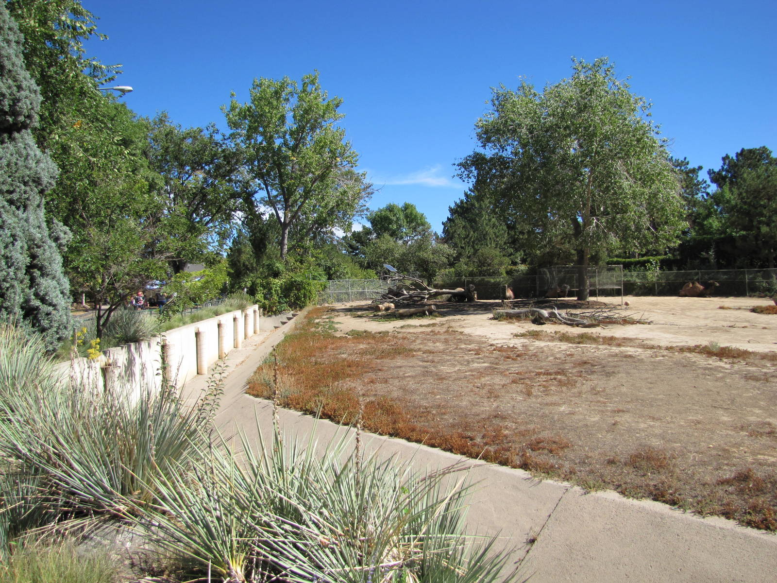 Denver Zoo 2010 - Left side of the Bactrian Camel exhibit