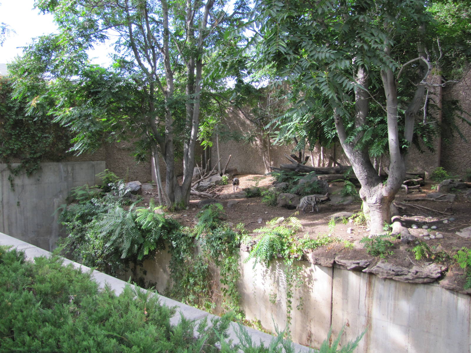 Denver Zoo 2010 - Left side of the Striped Hyena exhibit