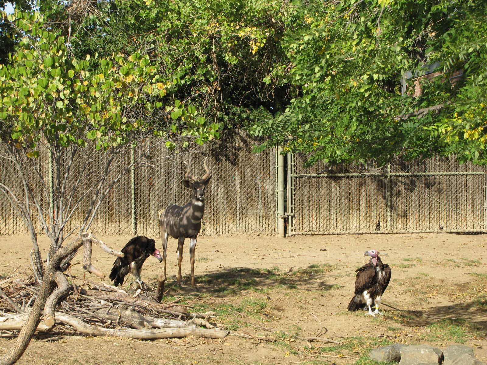 Denver Zoo 2010 - Lesser Kude and Lapped-faced Vulture