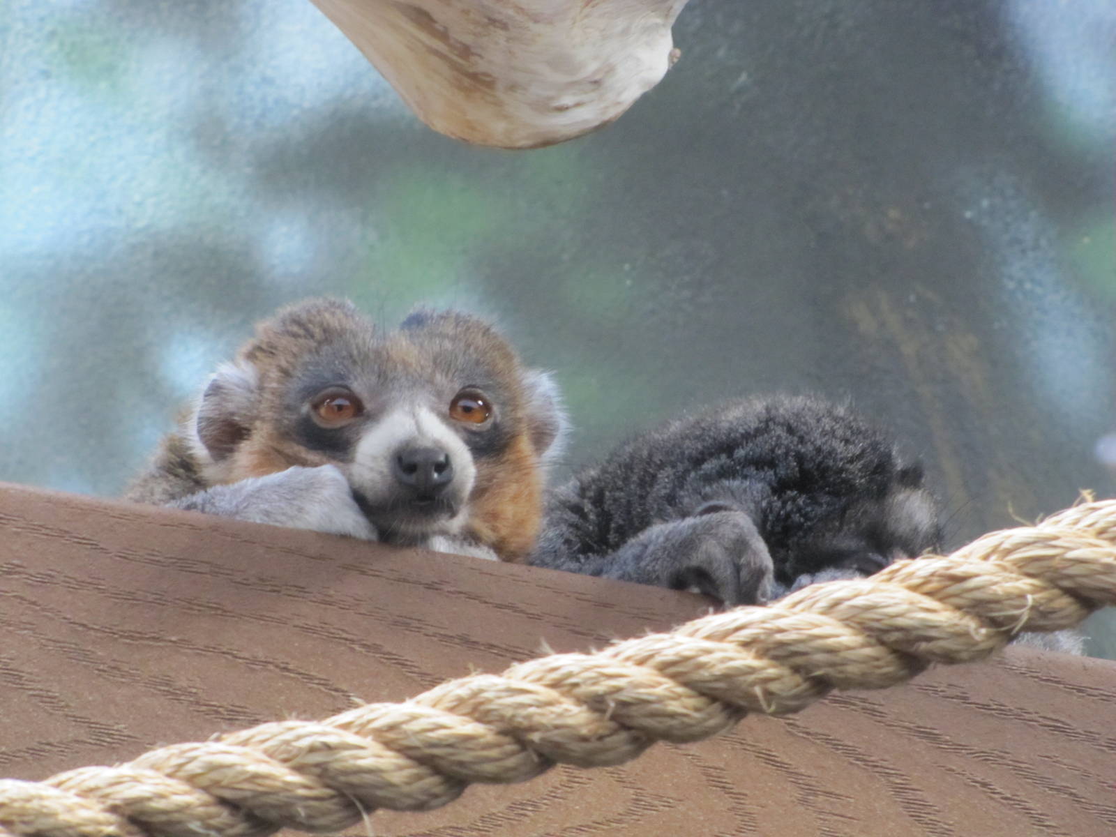 Denver Zoo 2010 - Mongoose Lemur in Primate Panorama