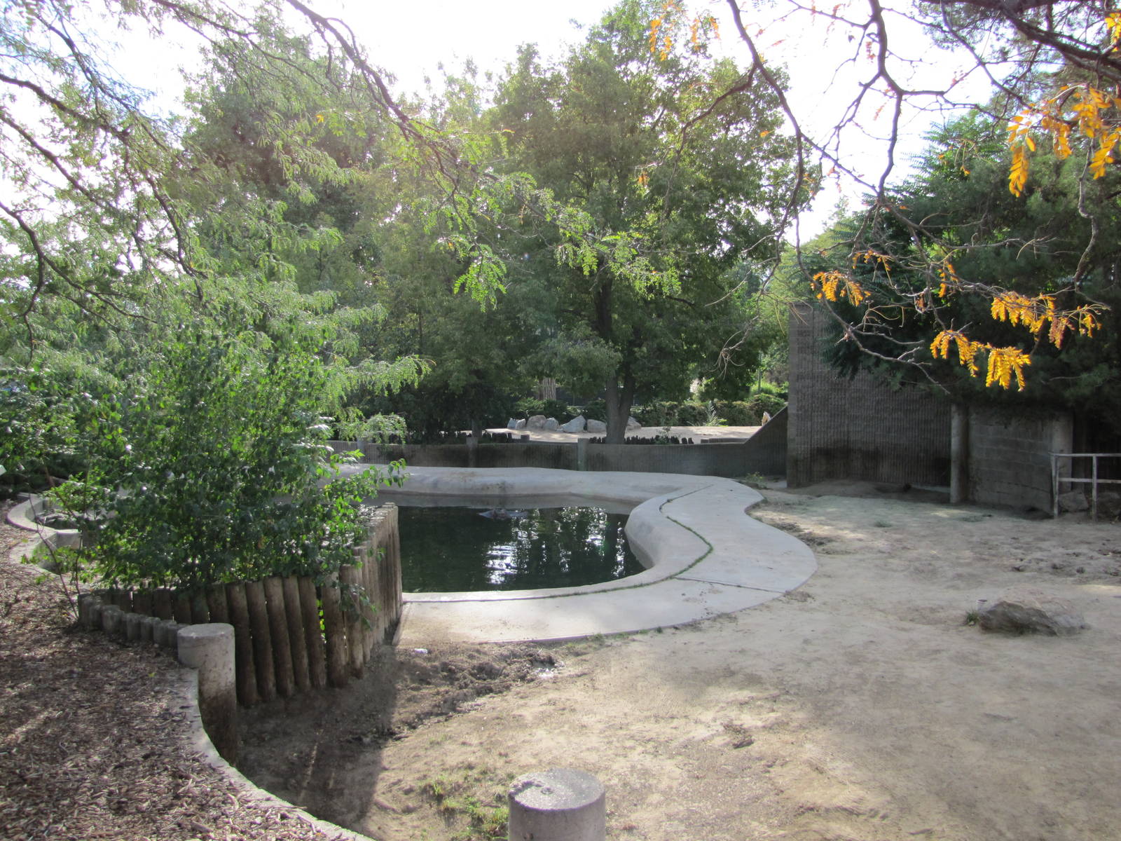 Denver Zoo 2010 - Nile Hippopotamus outdoor exhibit in Pachyderm Habitat
