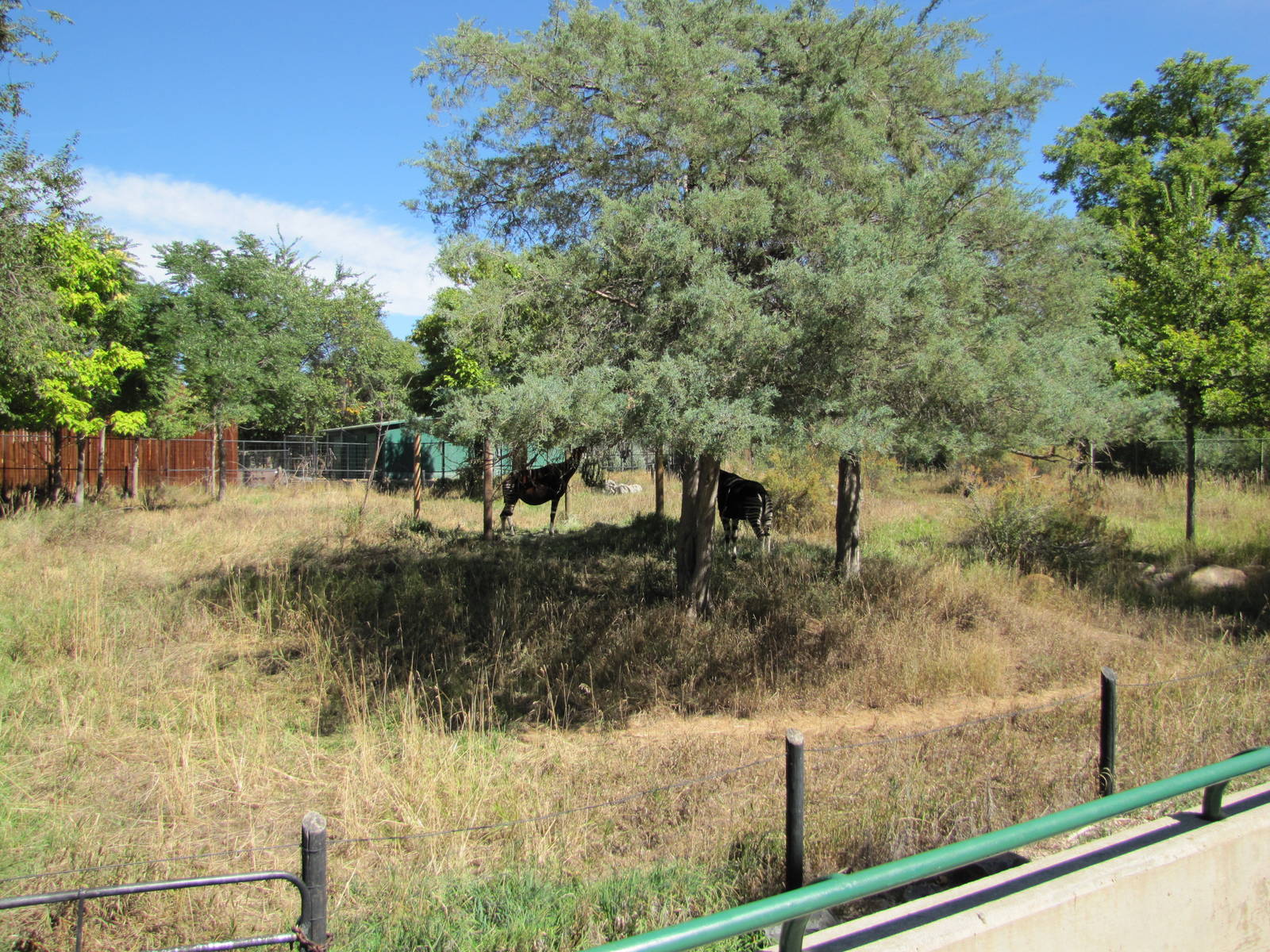 Denver Zoo 2010 - One of the Okapi exhibits