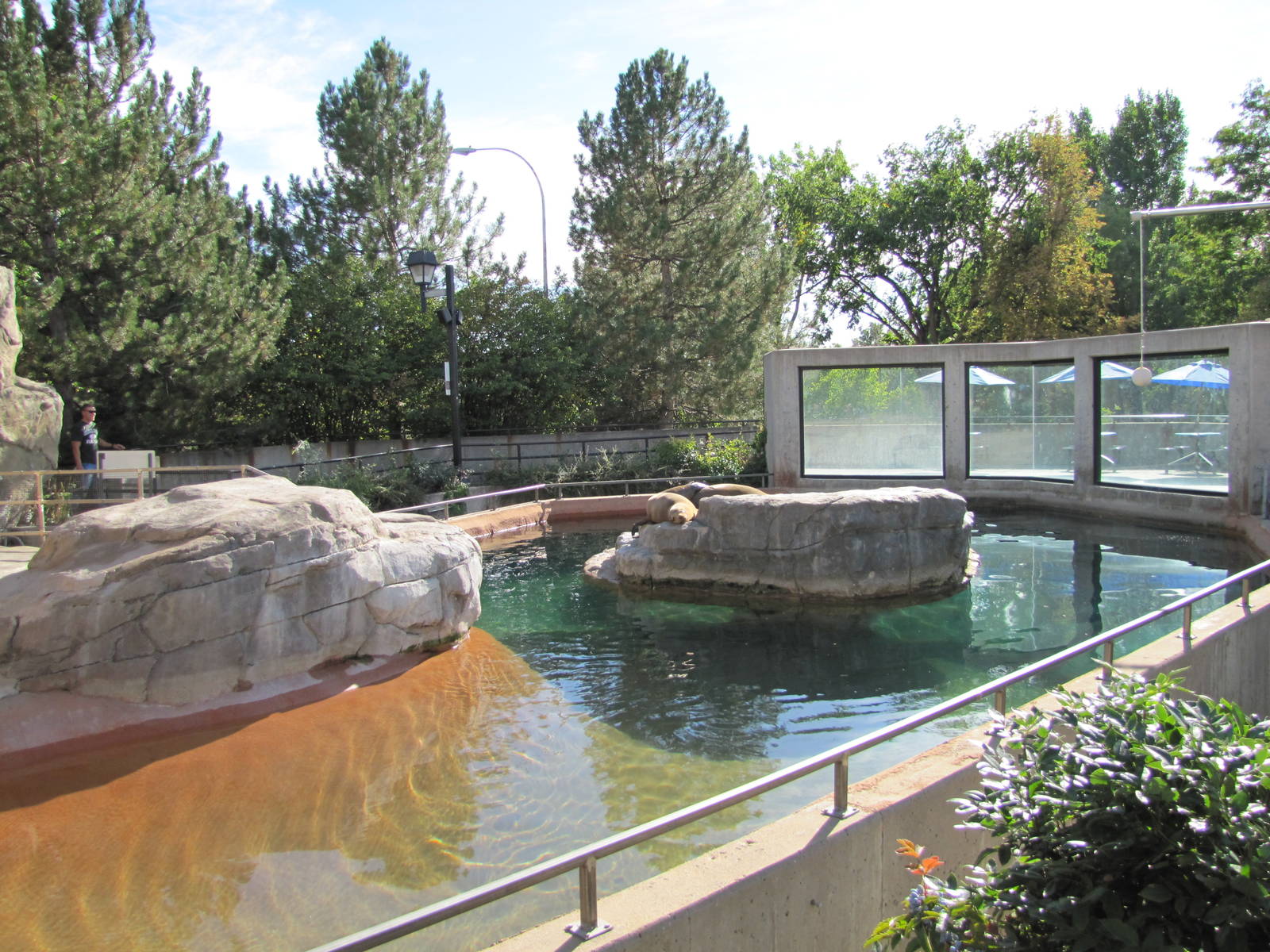Denver Zoo 2010 - Part of the mixed Pinniped Pool