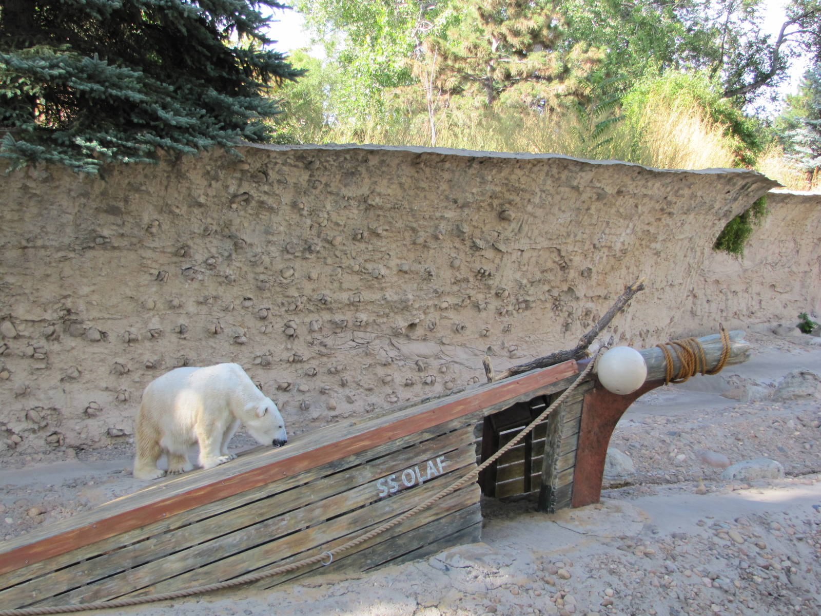 Denver Zoo 2010 - Polar Bear in Northern Shores
